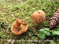 Chroogomphus helveticus ssp.tatrensis-amf923
